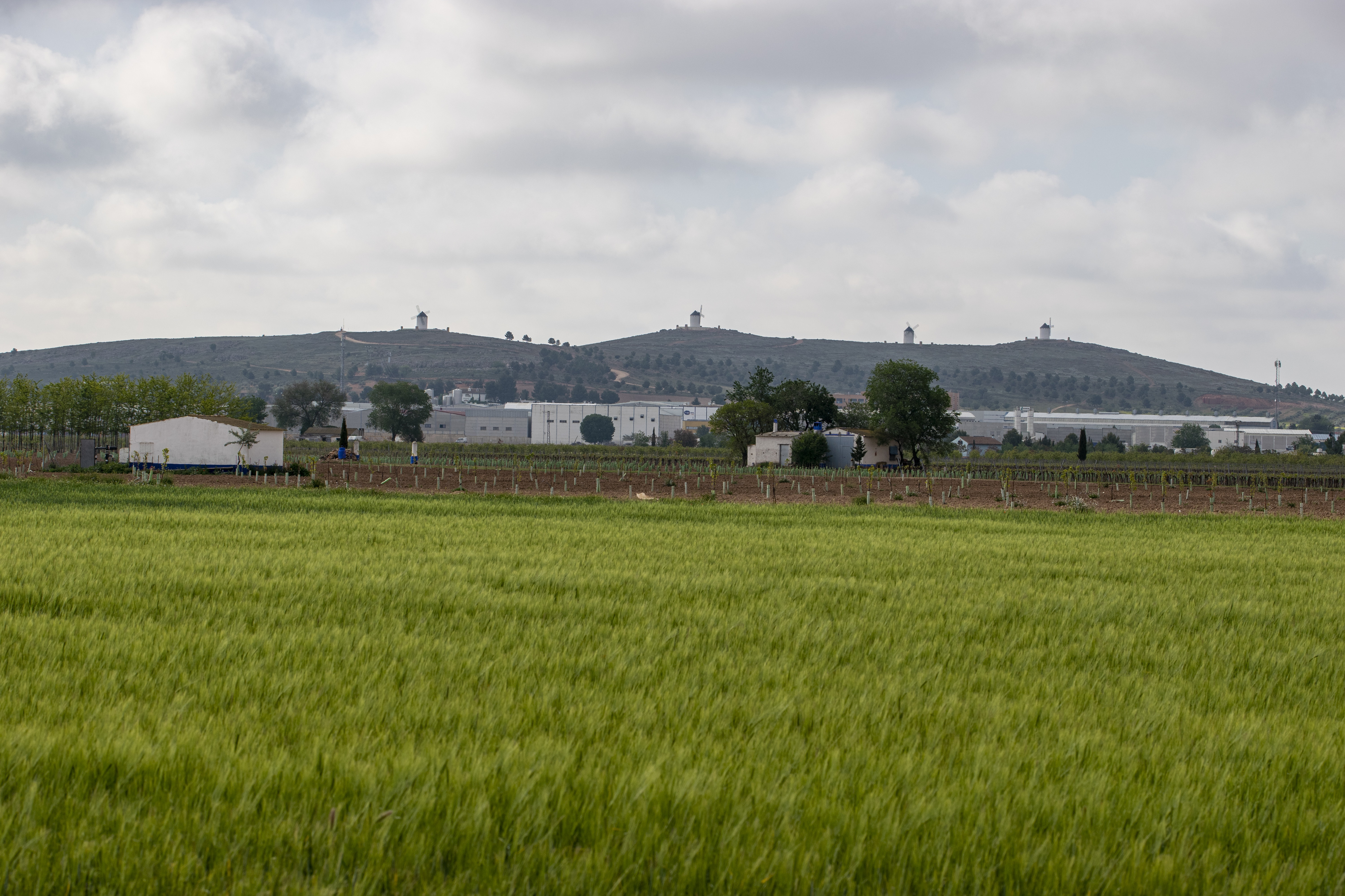 Cultivos. Consuegra. 2021