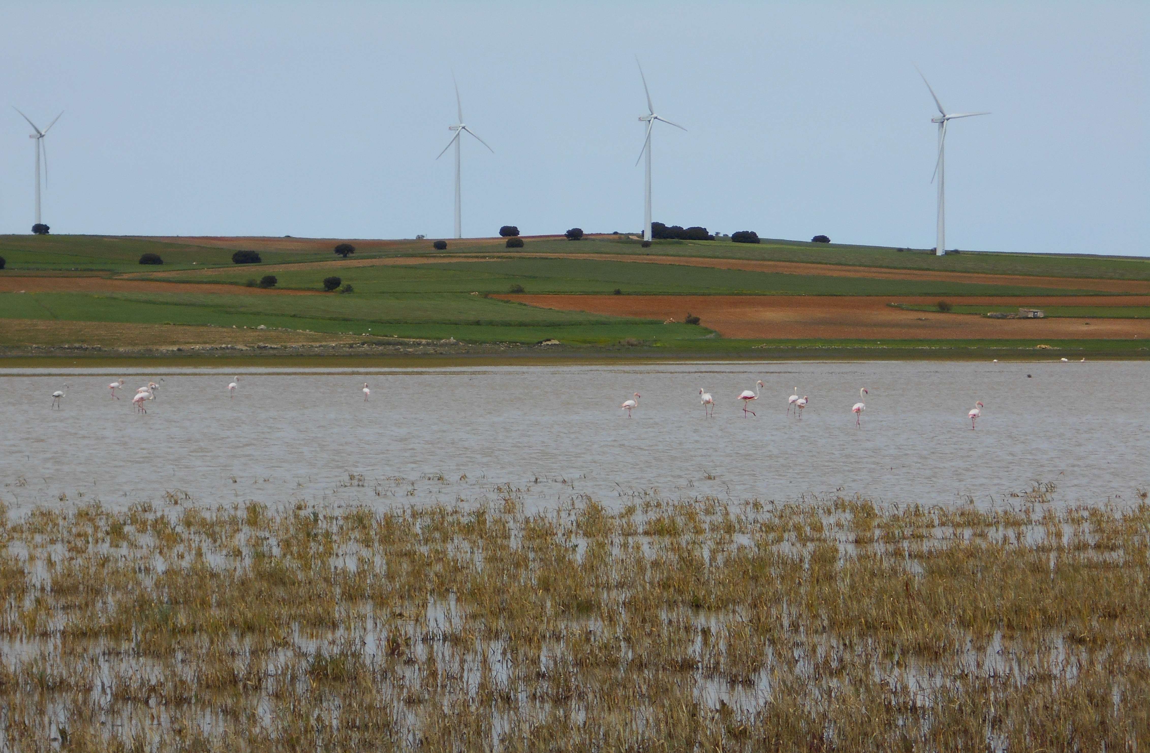 Laguna de Navaseca. 2010