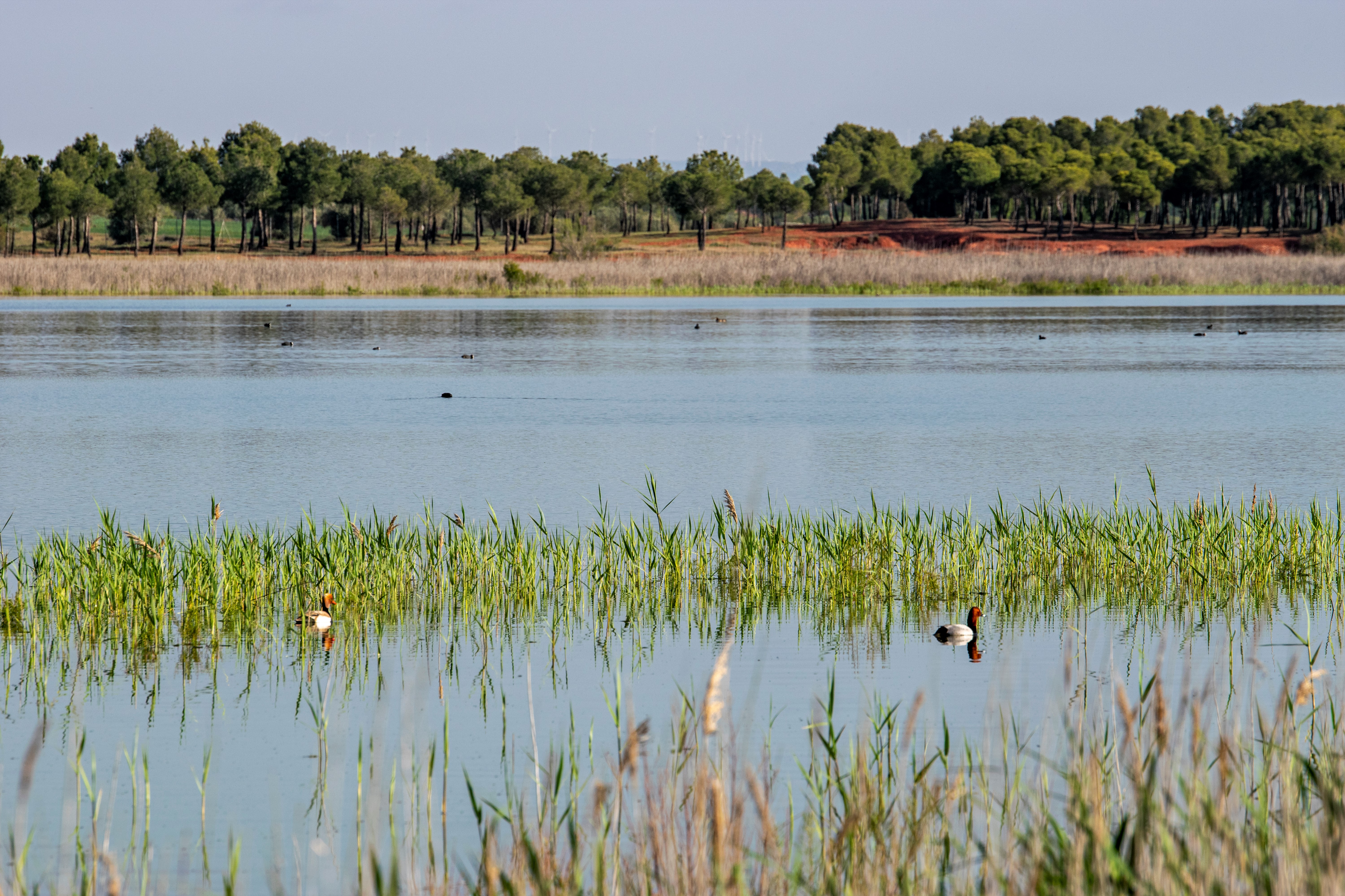 Lagunas de Villafranca. 2021