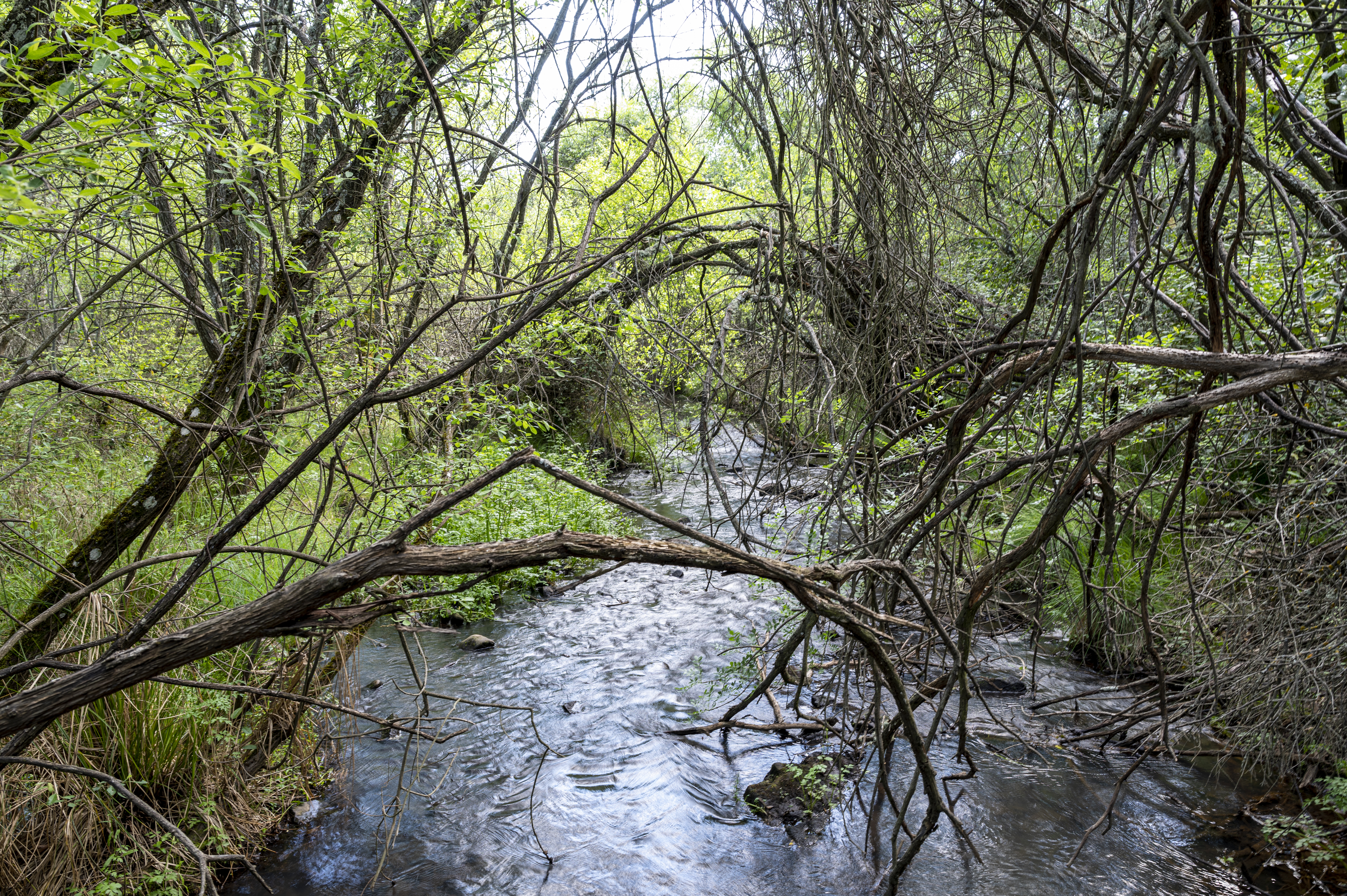 Río Bullaque. 2021