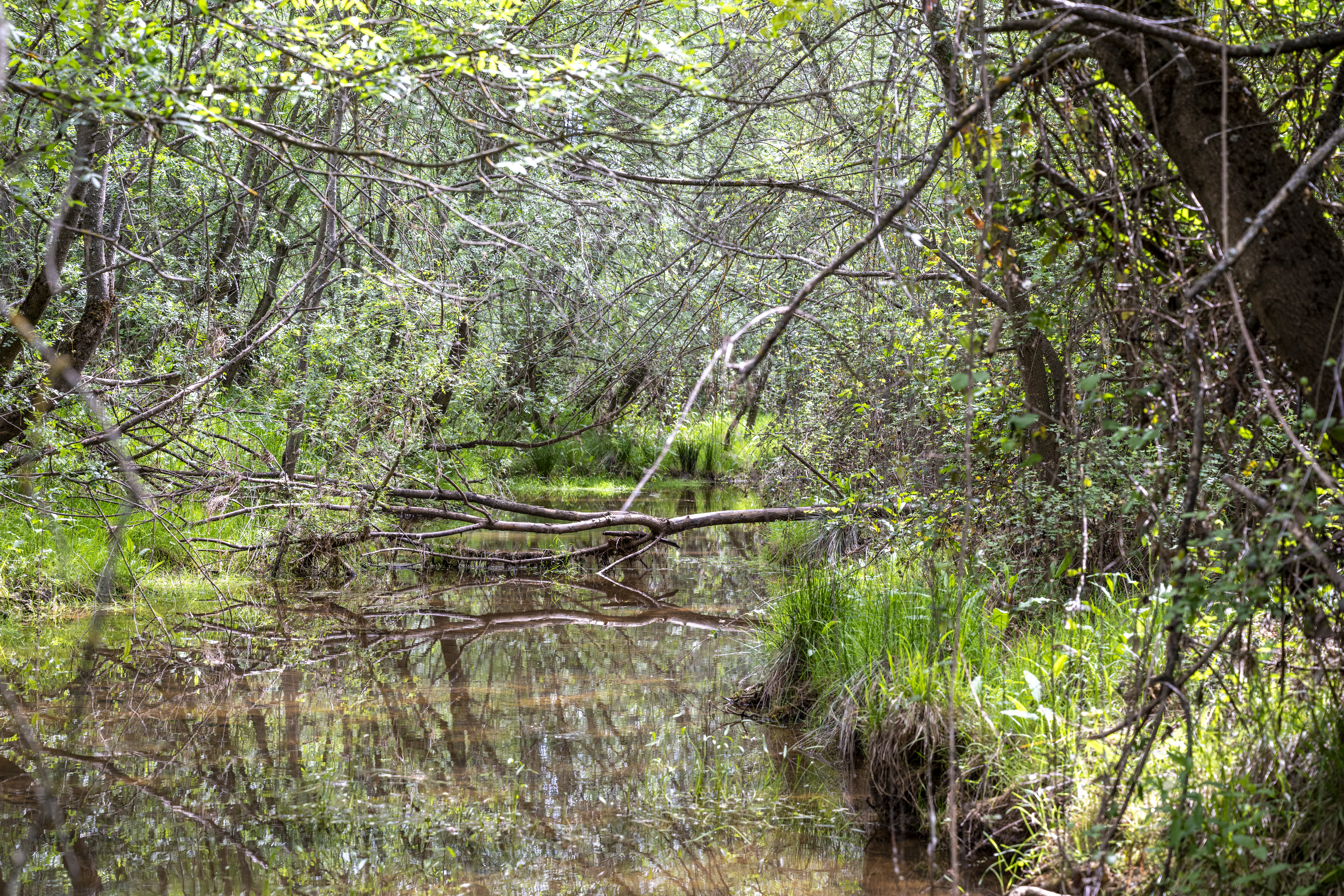 Río Milagro. Mayo 2024