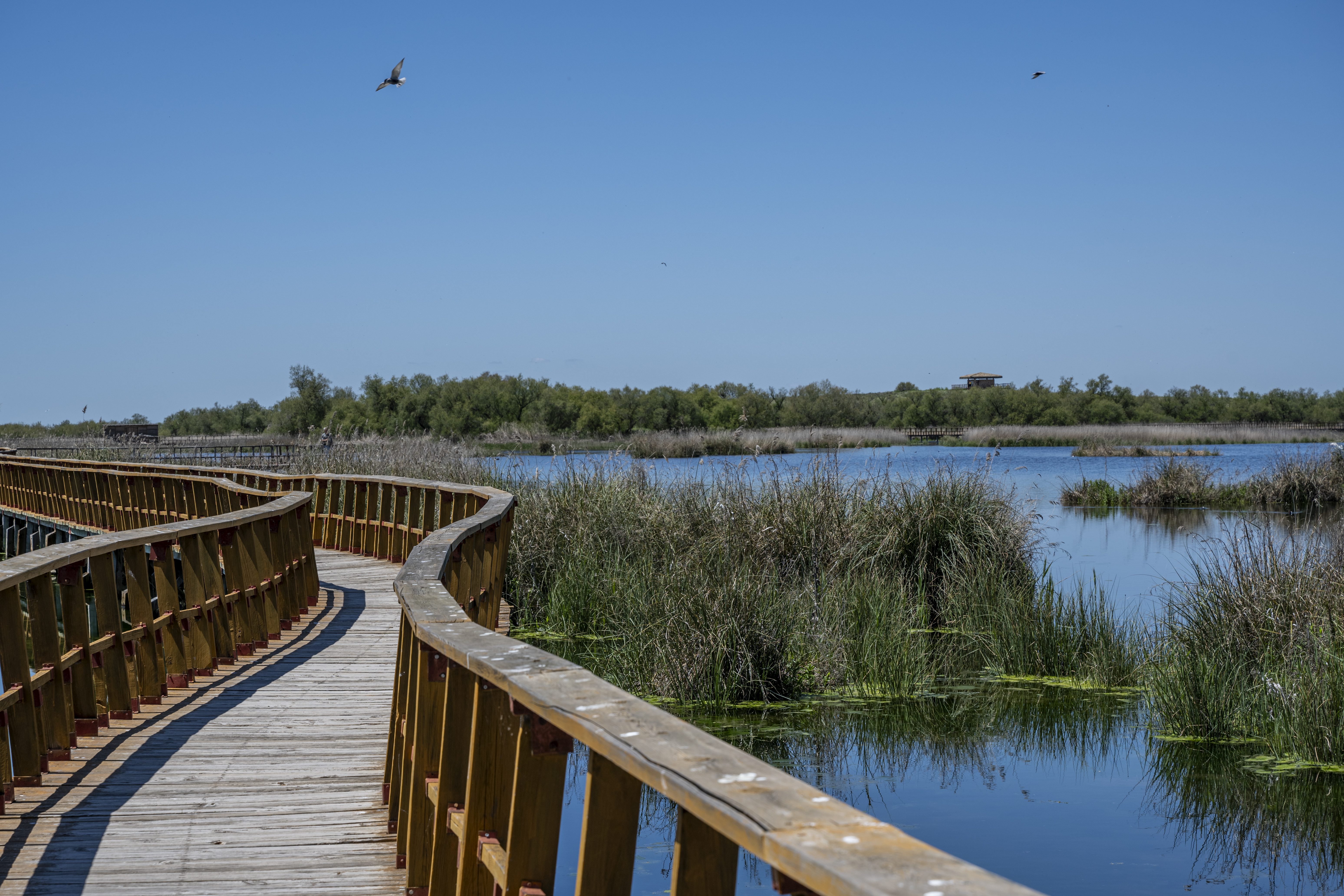 Parque Nacional de Las Tablas de Daimiel (I). 2025