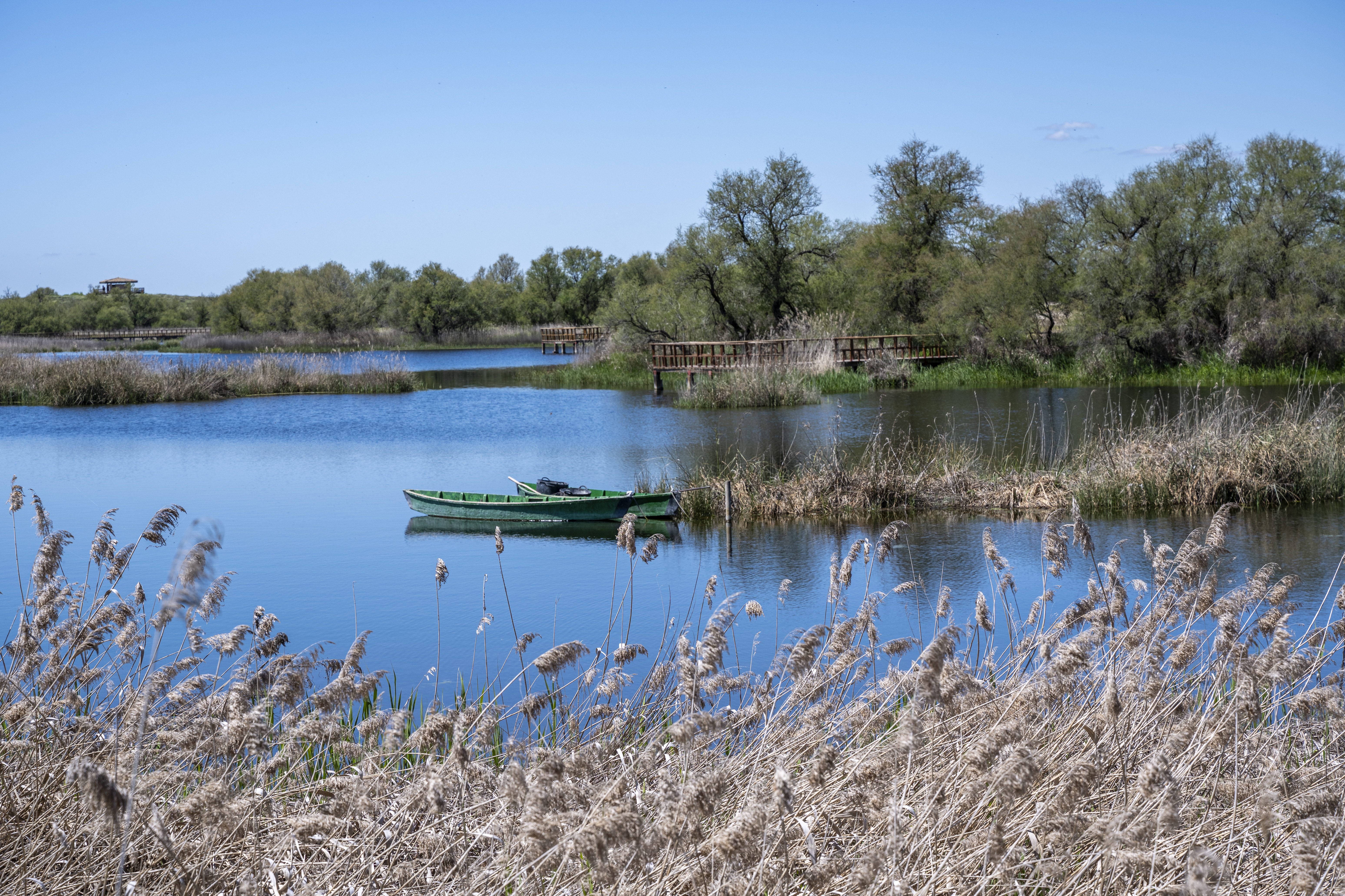 Parque Nacional de Las Tablas de Daimiel (II). 2025