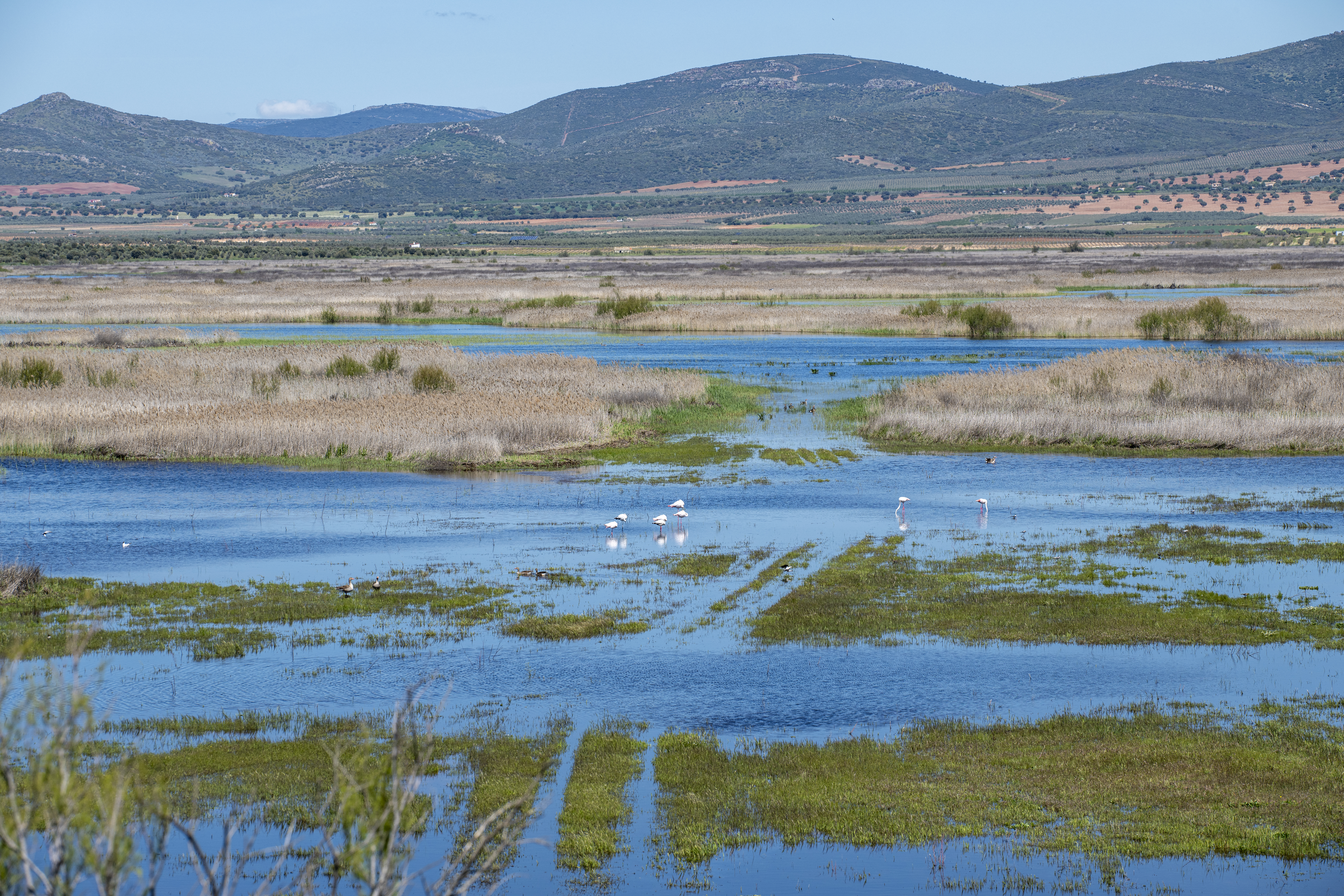 Parque Nacional de Las Tablas de Daimiel (IV). 2025