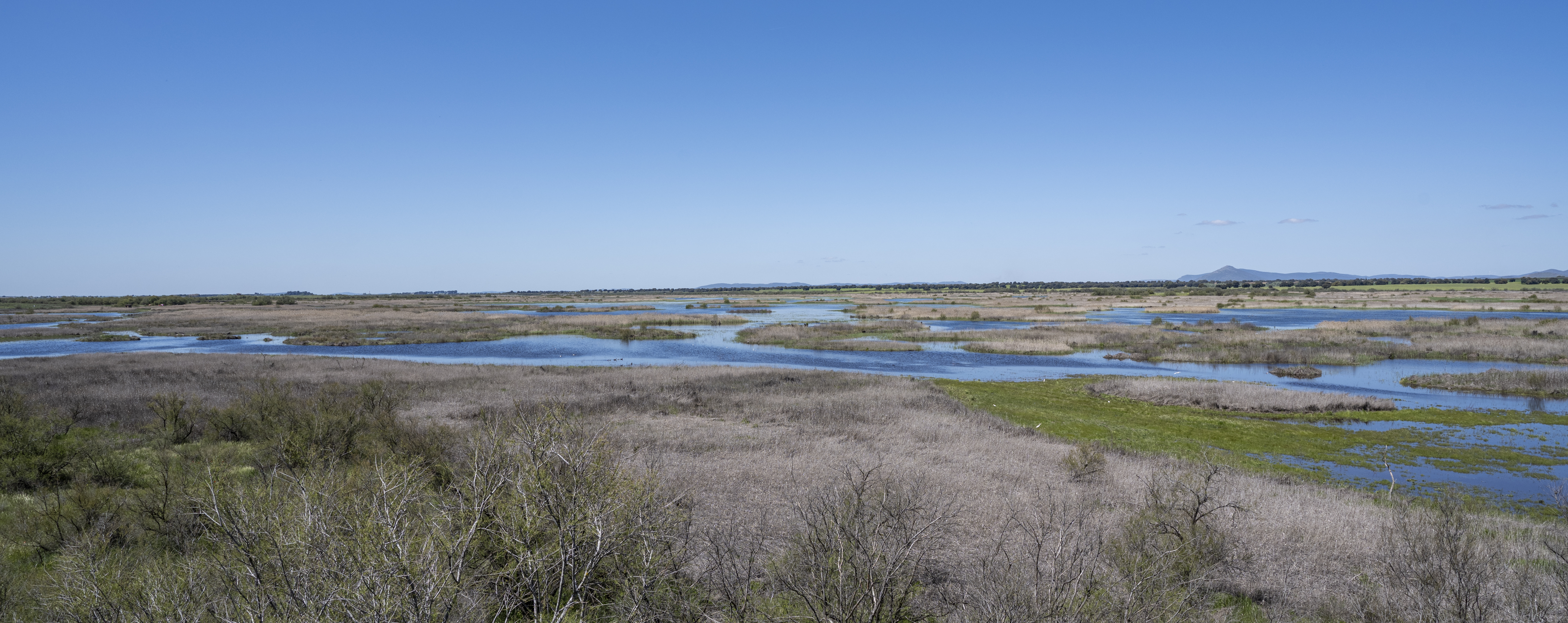 Parque Nacional de Las Tablas de Daimiel (IX). 2025