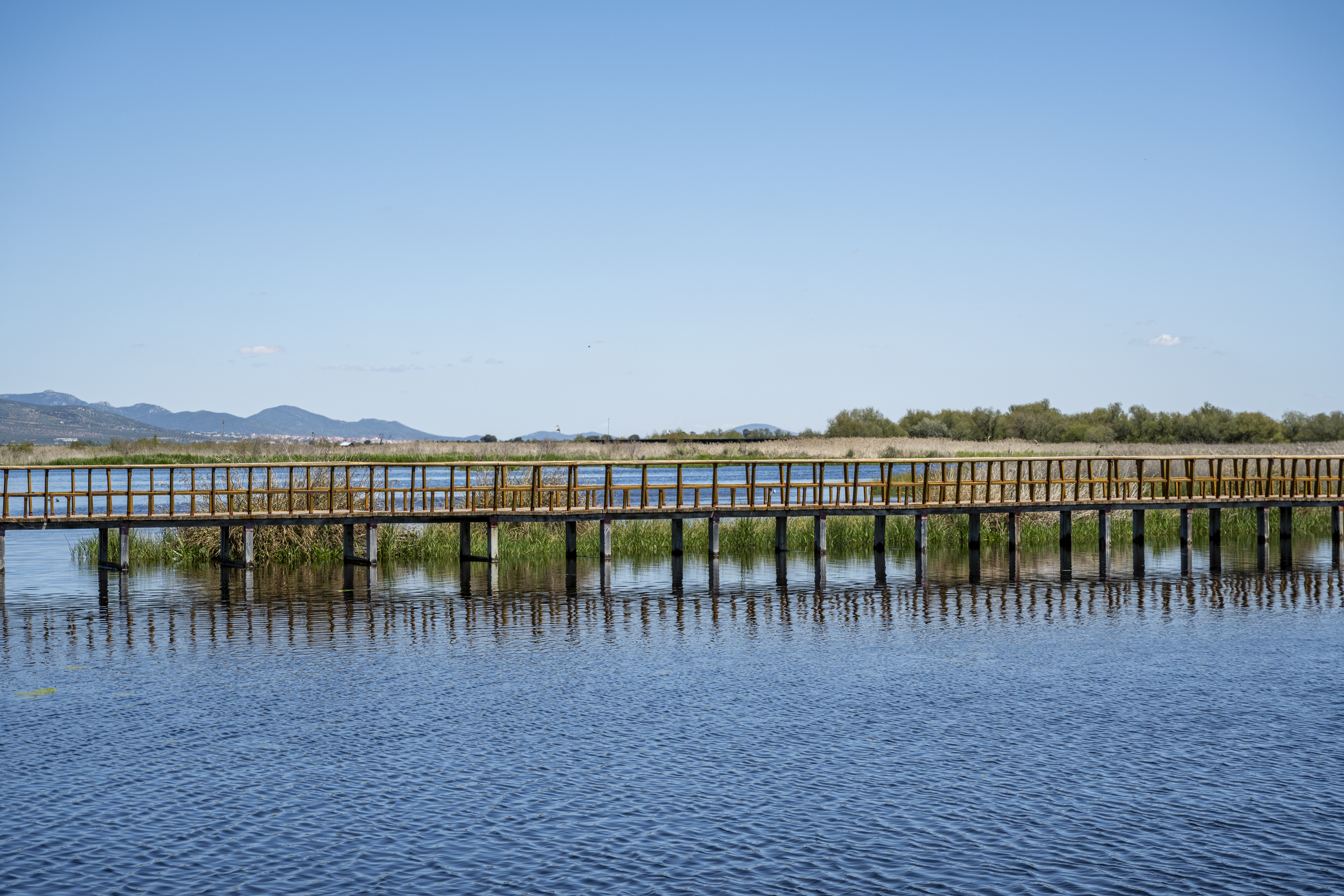 Parque Nacional de Las Tablas de Daimiel (VI). 2025