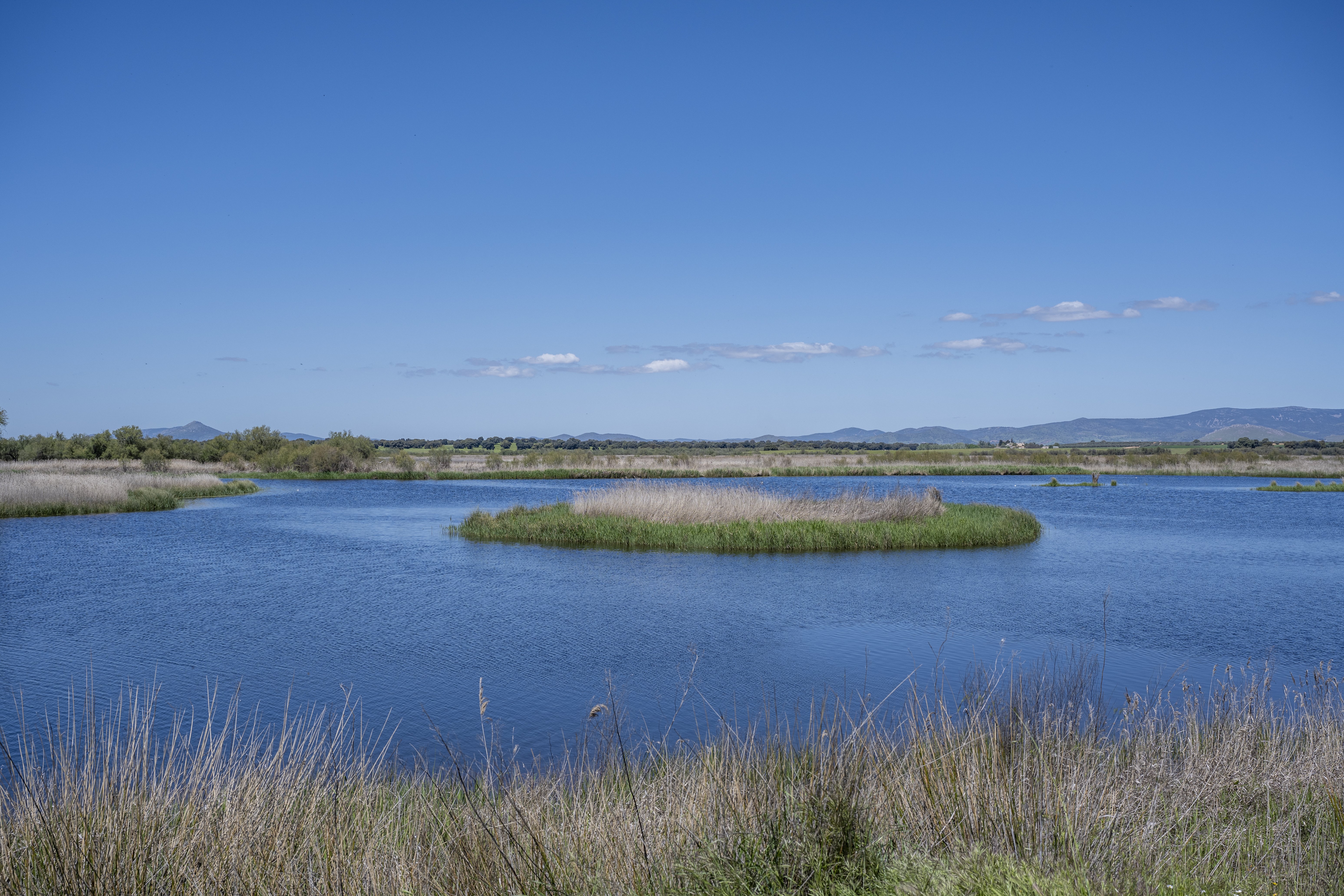 Parque Nacional de Las Tablas de Daimiel (VII). 2025