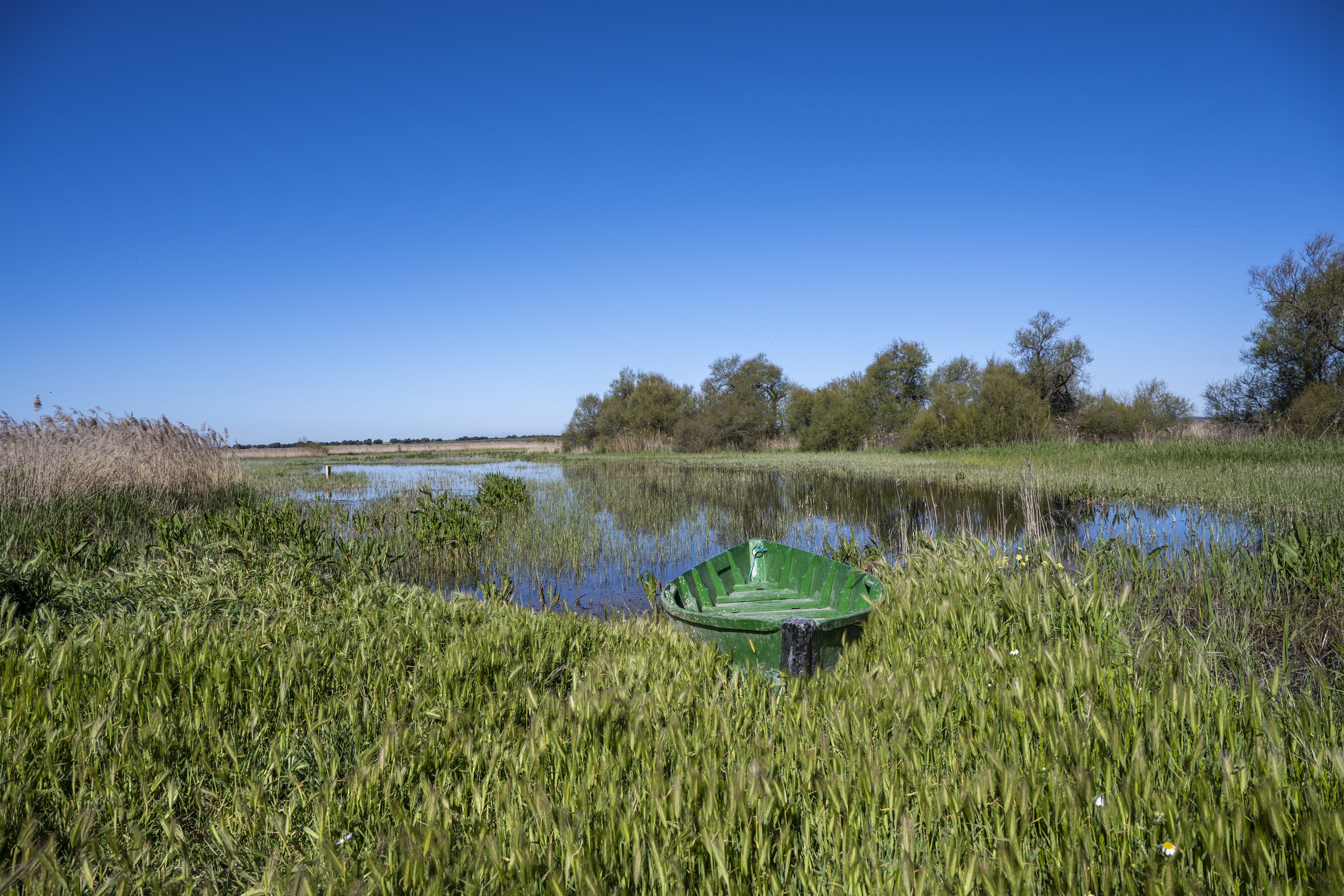 Parque Nacional de Las Tablas de Daimiel (VIII). 2025