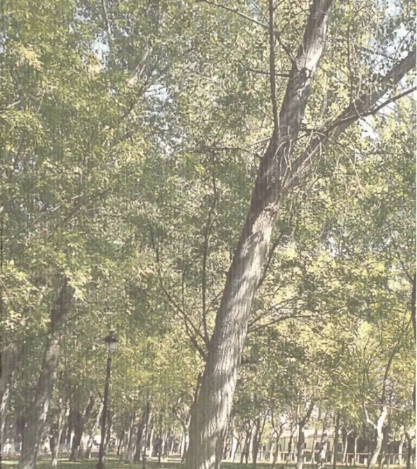 Paraje de El Peral. Parque Periurbano de Valdepeñas