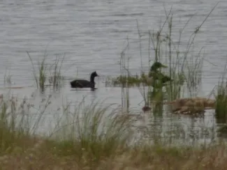 Focha Moruna en embalse Alcollarín