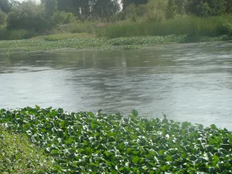 Foto camalote