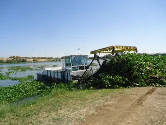 Retirada de camalote