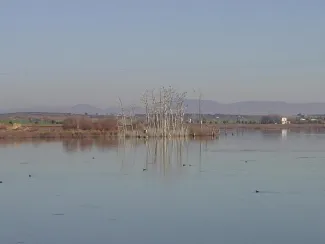 Vicario