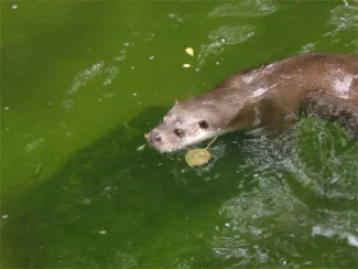 Nutria