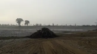 Camalote, Montijo
