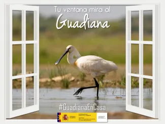 Guadiana en casa 12 abril