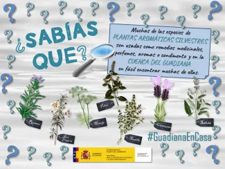 Guadiana en casa 14 abril