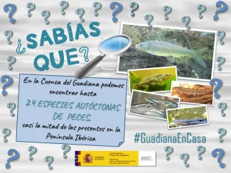 Guadiana en casa 15 abril