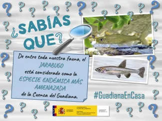 Guadiana en casa 6 abril