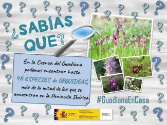 Guadiana en casa 8 abril
