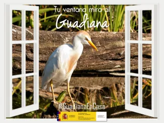 Guadiana en casa 9 abril