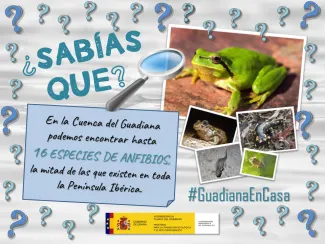 Anfibios