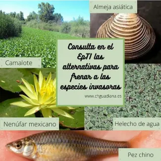 Especies invasoras