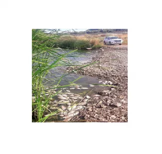 Carpines en el río Guadiana a su paso por Mérida