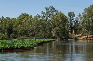 La Confederación Hidrográfica del Guadiana detecta ventas de Camalote a través de internet