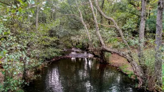 El MITECO autoriza el encargo para la ejecución de los trabajos de Restauración Fluvial de los ríos Guadiana y Ruecas en la cuenca central del...