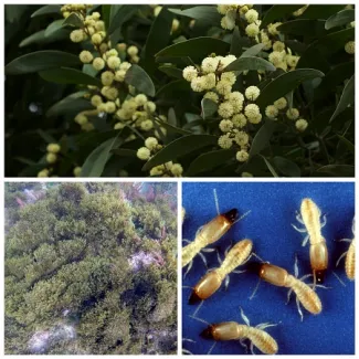 El alga asiática, la termita oriental y la acacia negra, incluidas en el Catálogo Español de Especies Exóticas Invasoras