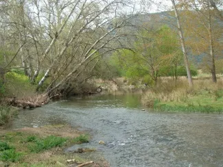 La Confederación Hidrográfica del Guadiana autoriza la caza de conejos en zona de dominio público hidráulico en el ámbito territorial del Alto...
