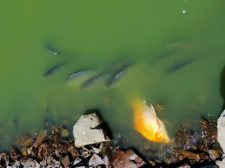 Mortandad de peces en el embalse del Vicario