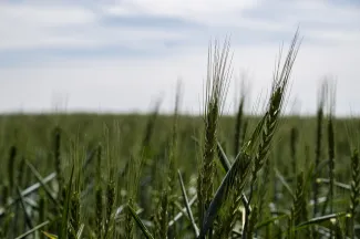 Las Juntas de Explotación de las Masas de Agua Subterránea Rus-Valdelobos y Consuegra- Villacañas proponen el Régimen de Extracciones para la...
