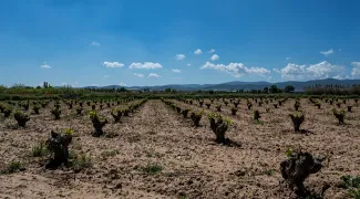 La Junta de Explotación de la Masa de Agua Subterránea Tierra de Barros se reúne por primera vez y propone el Régimen de Extracciones para la...