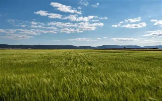 Las Juntas de Explotación de las Masas de Agua Subterránea Campo de Calatrava y Campo de Montiel proponen el Régimen de Extracciones para la...
