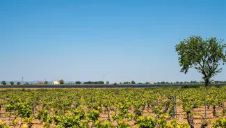 Las reducciones aplicadas en el Régimen de Extracciones 2021 aprobado para la MASb Mancha Occidental II están debidamente justificadas