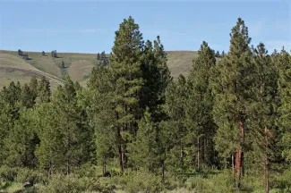 La Confederación Hidrográfica del Guadiana licita trabajos de mantenimiento en la repoblación de especies del embalse Campos del Paraíso