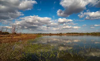 La Confederación Hidrográfica del Guadiana organizará una actividad ornitológica para celebrar el Día Mundial de las Aves Migratorias