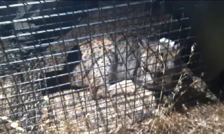 Rescatado un lince en el entorno del embalse de Orellana