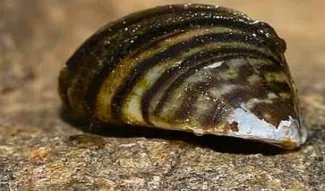 La Confederación Hidrográfica del Guadiana hará un seguimiento del sistema de monitorización de larvas del mejillón cebra en los embalses de...