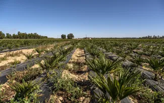 La Confederación Hidrográfica del Guadiana dirigirá el proyecto de transformación en regadío del sector III de la zona regable del centro de...
