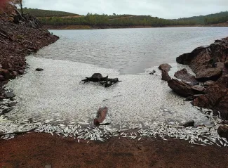 La Confederación Hidrográfica del Guadiana colabora con la Junta de Extremadura en la retirada de peces muertos en la presa de Villar del Rey