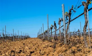 La Junta de Explotación de la Masa de Agua Subterránea Tierra de Barros propone el Régimen de Extracciones para la Campaña del 2023