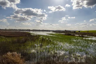 Imagen del humedal en la cola del embalse del Vicario.
