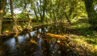 Imagen de un tramo de Reserva Natural Fluvial