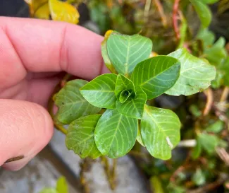 Especie invasora Ludwigia