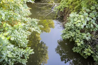 Río Limonetes