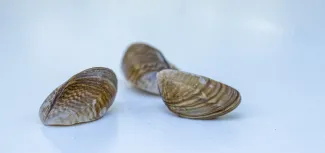 Mejillón Cebra