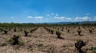 Viñedos